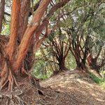 Bukit Merah (The Red Forest)