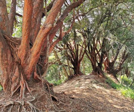 Bukit Merah (The Red Forest)