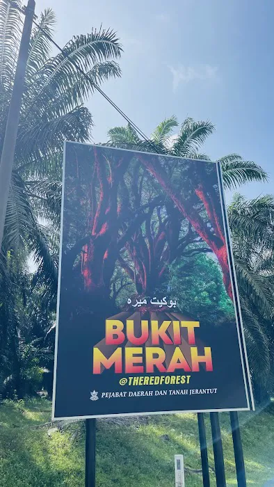 Bukit Merah (The Red Forest) Picture 6