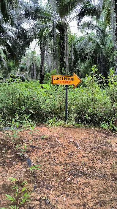 Bukit Merah (The Red Forest) Picture 3