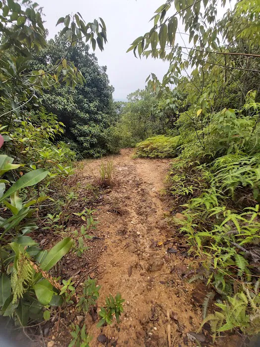 Bukit Buloh The Red Forest Picture 4