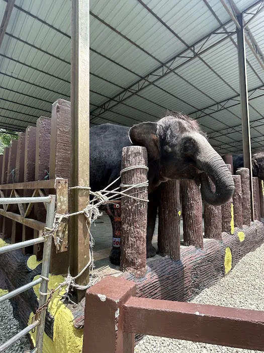 Padok Anak Gajah Picture 5