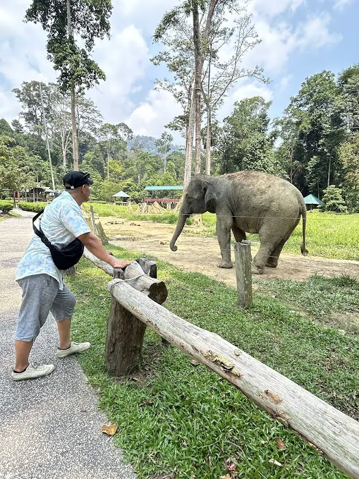 Padok Anak Gajah Picture 3