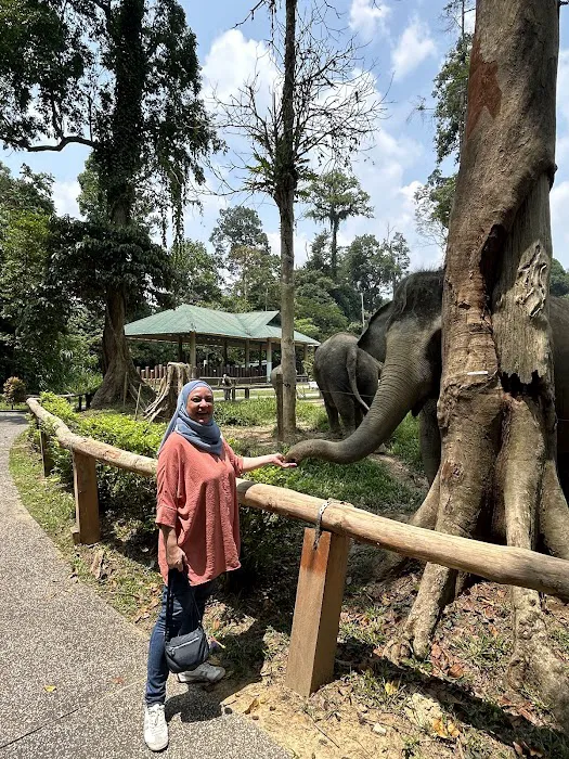 Padok Anak Gajah Picture 9