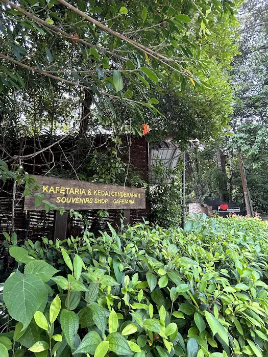 Padok Anak Gajah Picture 10