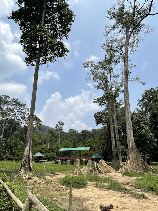 Padok Anak Gajah Picture 1