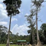 Padok Anak Gajah