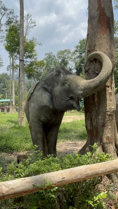 Padok Anak Gajah Picture 8