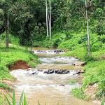 Lata Tampin