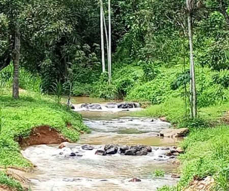 Lata Tampin