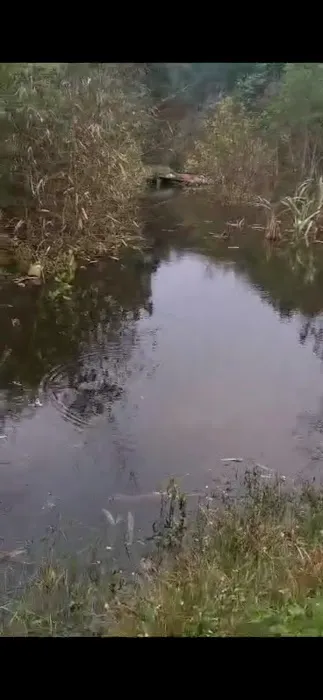 Tortoise Lake Picture 1