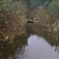 Tortoise Lake ico