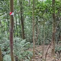 Wild Dog Stop ico