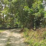 Danong Durian Village