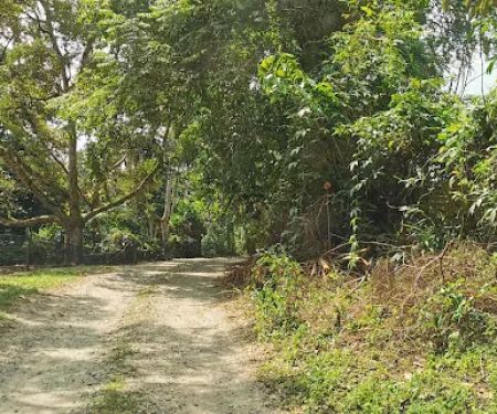 Danong Durian Village
