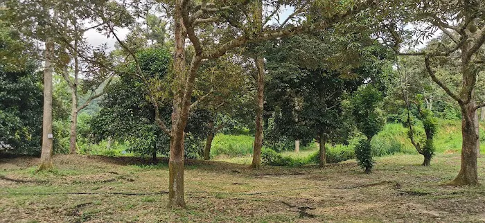 Danong Durian Village Picture 2