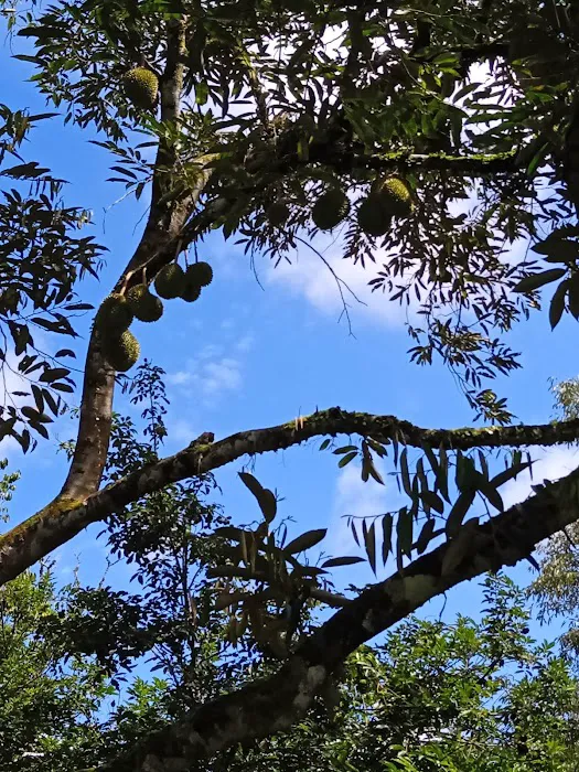 Danong Durian Village Picture 5