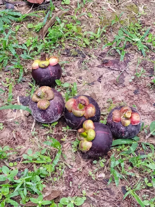 Danong Durian Village Picture 6