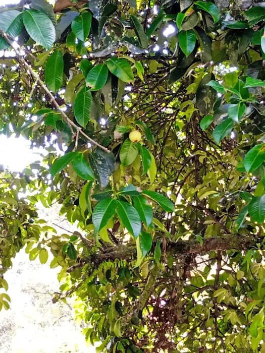Danong Durian Village Picture 8