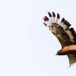 Bentong wildlife santuary