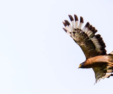 Bentong wildlife santuary
