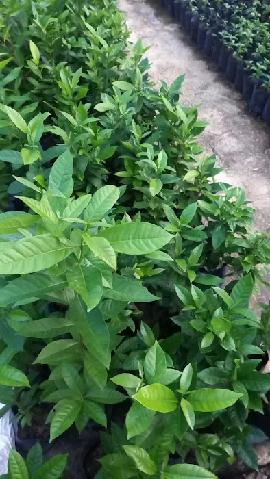 MY GARDEN Picture 3