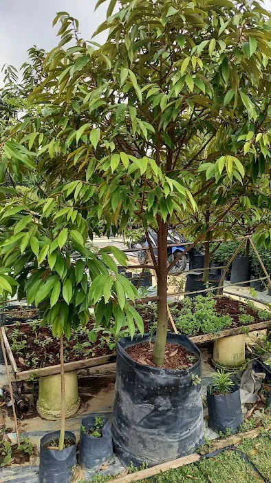 MY GARDEN Picture 8
