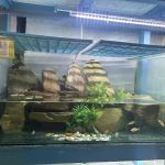 My Aquatic Shop