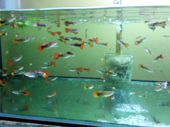 My Aquatic Shop Picture 3