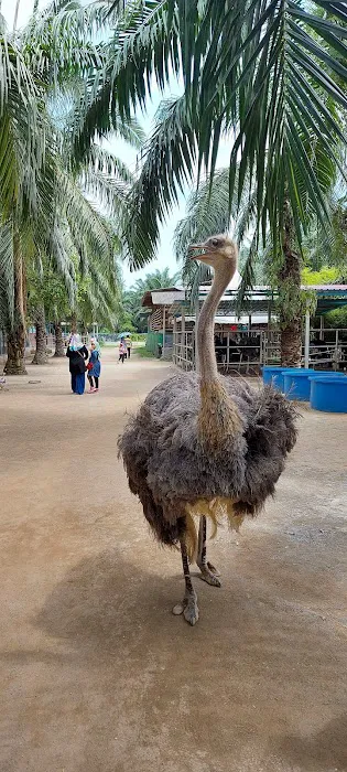 Hussin Fauzi Farm Picture 1