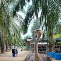 Hussin Fauzi Farm ico
