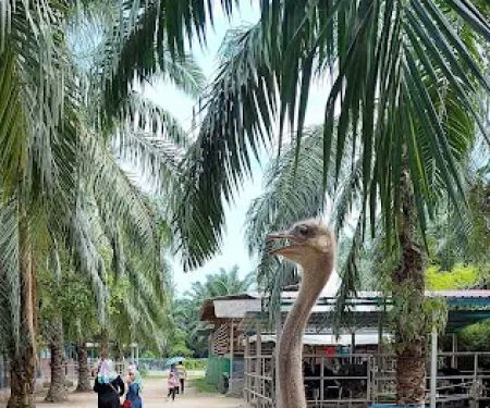 Hussin Fauzi Farm