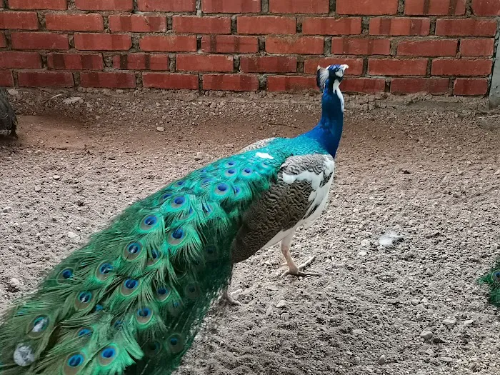 Hussin Fauzi Farm Picture 3