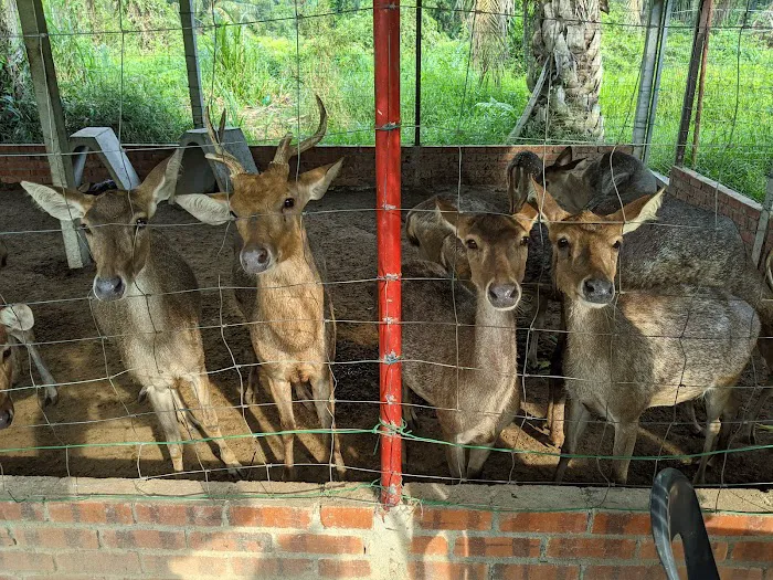 Hussin Fauzi Farm Picture 4