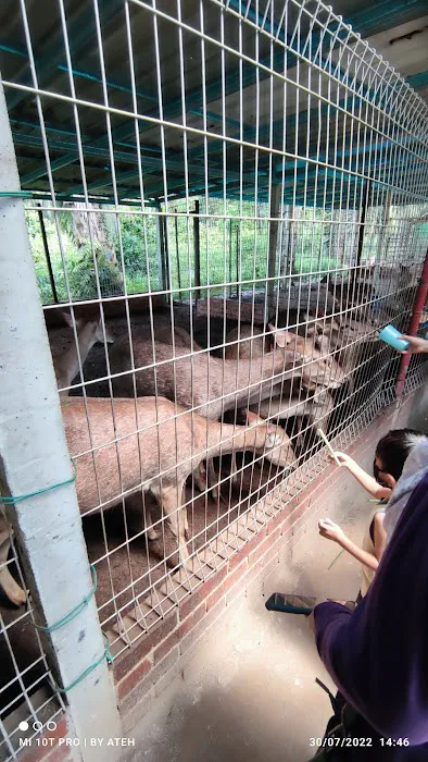 Hussin Fauzi Farm Picture 8