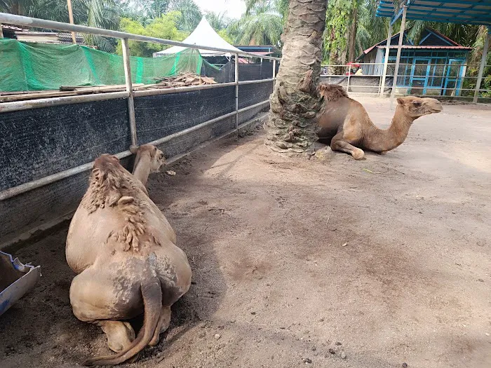 Hussin Fauzi Farm Picture 6