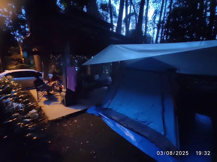 campsite pines tree guillemard Picture 3