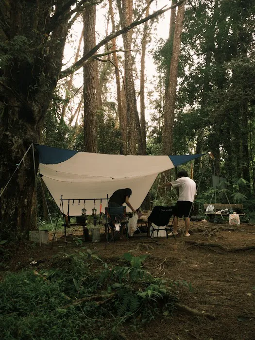 campsite pines tree guillemard Picture 9
