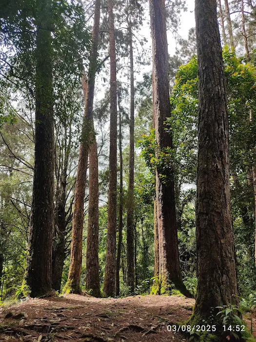 campsite pines tree guillemard Picture 10