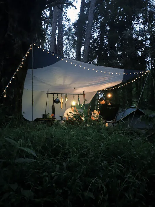 campsite pines tree guillemard Picture 4