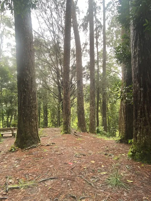campsite pines tree guillemard Picture 6