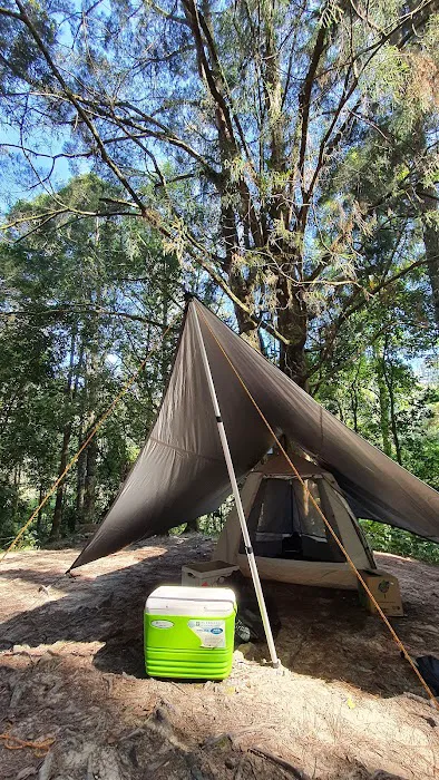 campsite pines tree guillemard Picture 8