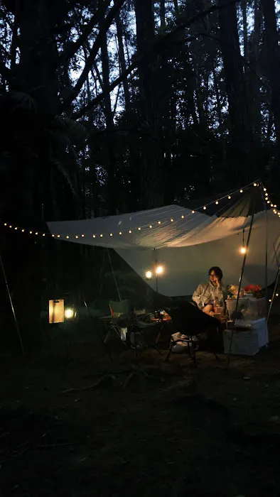 campsite pines tree guillemard Picture 1