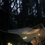 campsite pines tree guillemard