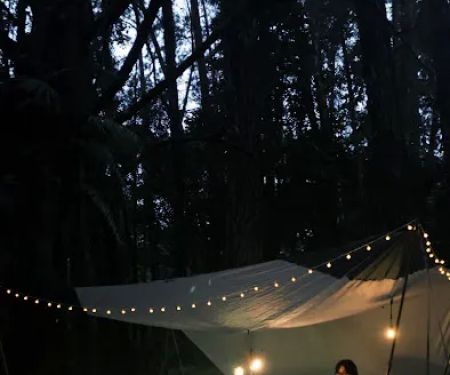 campsite pines tree guillemard