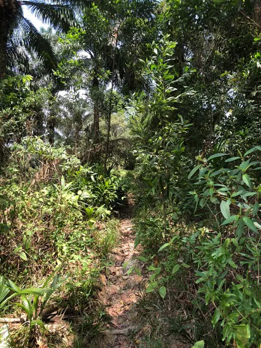 Bukit Denai Alam Trailhead Picture 5