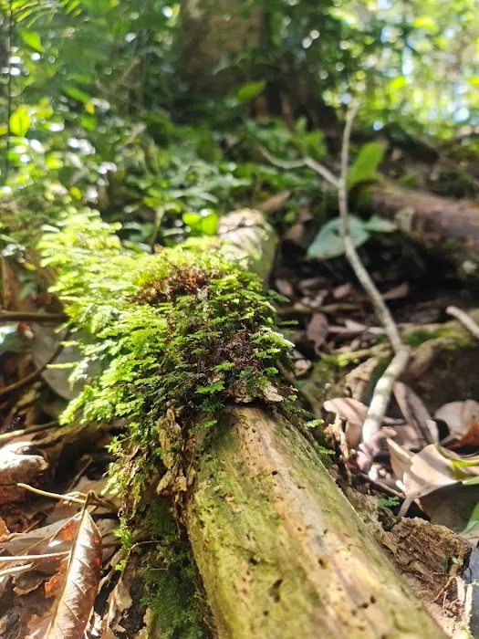 Abu Suradi Trail, 0.5 km long Picture 8
