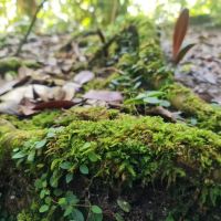 Abu Suradi Trail, 0.5 km long ico