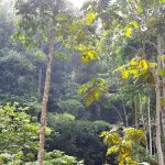 Ulu Yam Waterfall