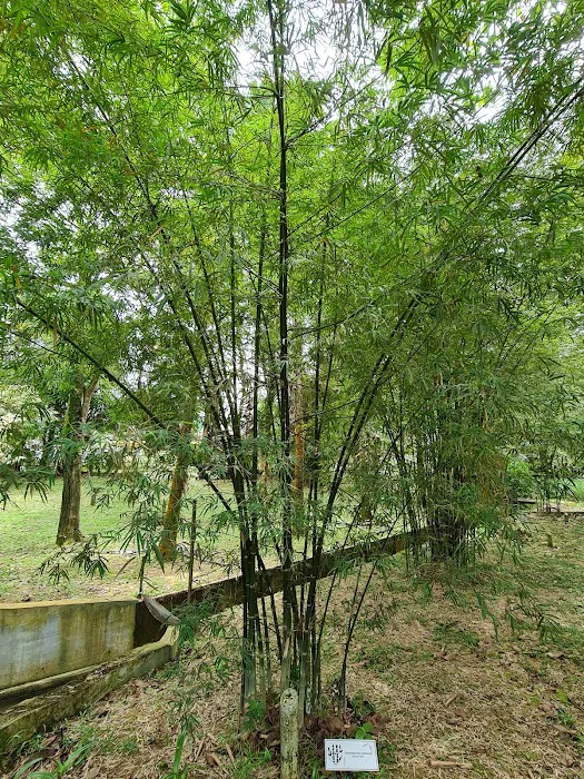 Bamboo Garden Picture 4